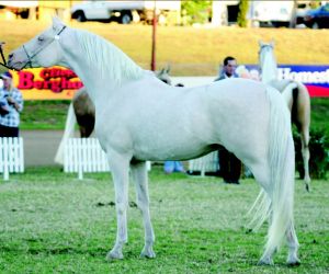 Stunning Cremello Part Arabian Stallion
