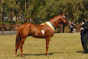 Carjola Park Watch Out..2010 Aussie's
Champion Quarab..3 & 4 year filly, gelding, colt...DJ was 3y old