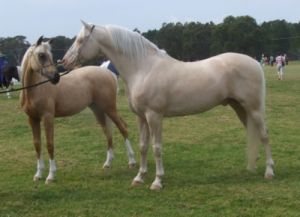 Acclaim saying hello to his son Kharinyah's Glo N Gold